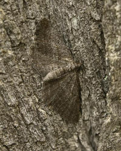 Rhoptria asperaria